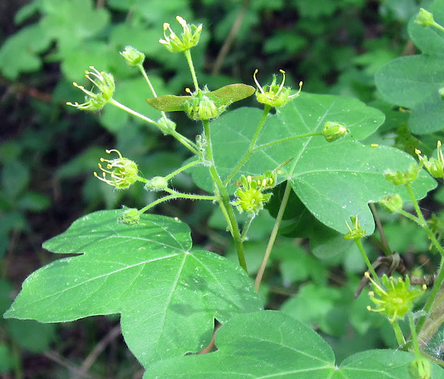 Flowers of a field maple, Acer campestre, with winged seeds developing, near Norman Park, Bromley. A native species. 27 April 2011.