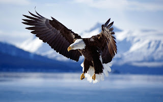 download original eagle wallpaper for ipad 2013