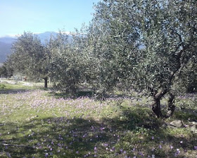 Το… θεϊκό ελαιόλαδο από τον Όλυμπο