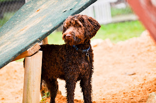 Alfie standing in the play area, under a ramp his pretty orangey brown eyes are really bright in the sun