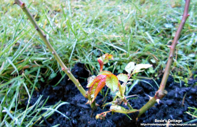 First Tiny Leaves Appear