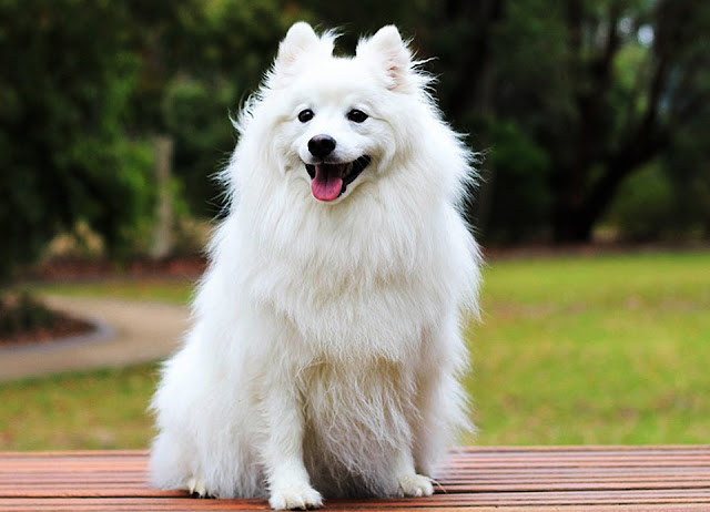Care of the Spitz: a dwarf with a lion's coat
