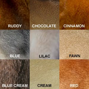 Abyssinian Cat Colors