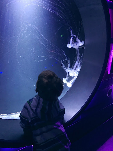 Little boy looking into a jelly fish tank
