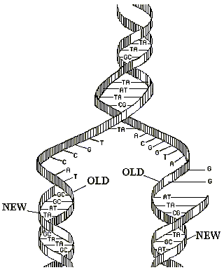 Replication of DNA