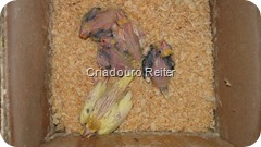 Filhotes de Calopsitas III