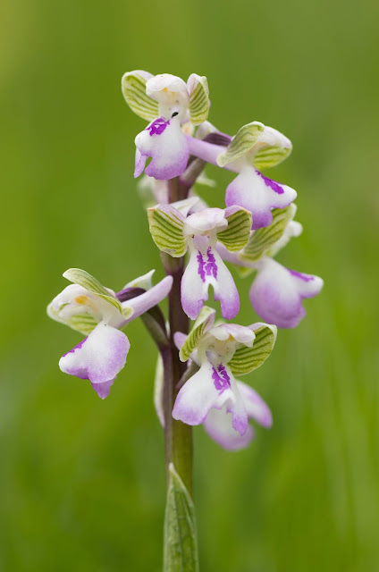 Green-winged Orchid - Muston Meadows, Leicestershire