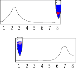 Experimento de Meselson-Stahl. (A)  Cada uno de los blancos arrojan picos únicos en los extremos de la tabla. (B)  La espectrofotometría arroja valores con los cuales se puede construir una gráfica que indica la cantidad de sustancia en una solución. Al decantar el tubo centrifugado en varios tubos, estos generan un gradiente de concentraciones. A estos tubos se les extraen muestras para el espectrofotómetro y así obtener las concentraciones. (C)  Este es el resultado más cercano, dos picos uno para las moléculas conservadas y otro para las nuevas, sin intermedios de ninguna clase.