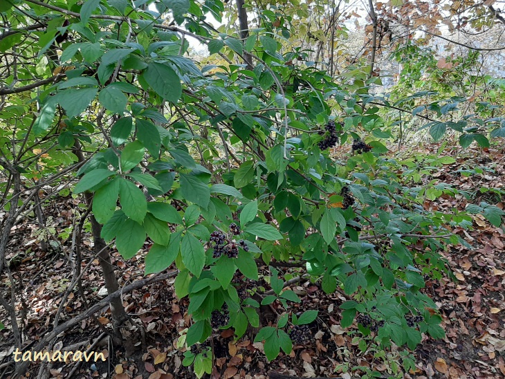 Свободноягодник сидячецветковый (Acanthopanax sessiliflorus, =Eleutherococcus sessiliflorus)