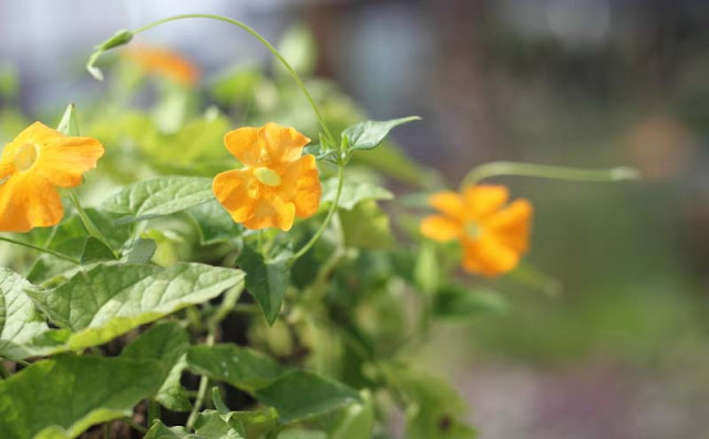 Black-Eyed Susan Vine Flowers Pictures