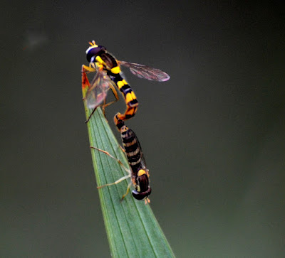 Garten, Natur, Insekten, Nützlinge, natur, pryfed, organebau llesol, Garden, thiên nhiên, côn trùng, sinh vật có lợi, Tuin, natuur, insekte, voordelige 