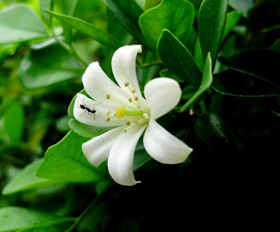 Khasiat Bunga Cempaka Putih  Tips Petani