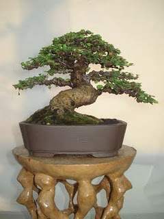 JUAL BONSAI KAWISTA KAWIS BONSAI