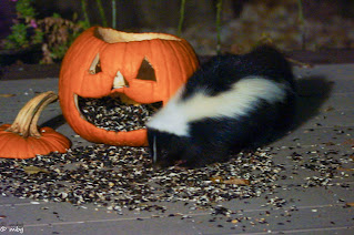 Pumpkin filled with birdseed & skunk eating photo by mbgphoto