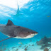Mucho tiburón en aguas colombianas