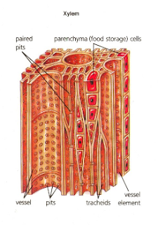 Structure of xylem