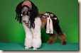 pirate-dog