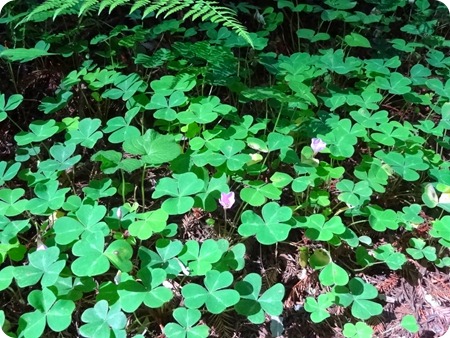 Forest floor