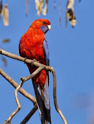 Crimson rosella