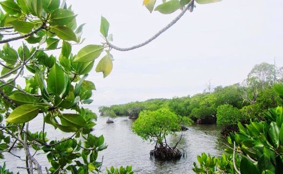Destinasi Wisata Pantai Gonda Hutan Mangrove Park Polewali Mandar 