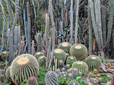 palm house poznan cactus suculent