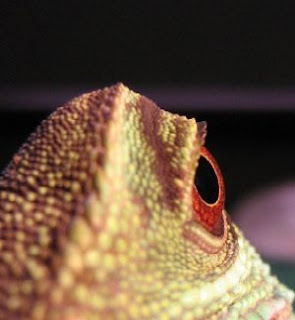 Lizard eye close up