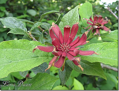 M_Sweet_Shrub2