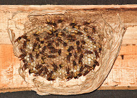 wasp nest hanging on beam