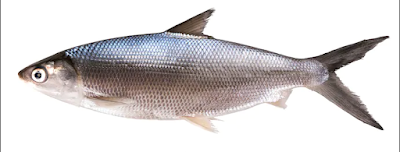 Klasifikasi Ikan Bandeng dan Morfologi Ikan Bandeng (Chanos Chanos)