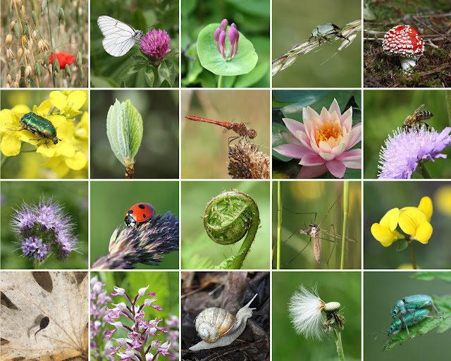 प्रजातीय विविधता ( Species Diversity)