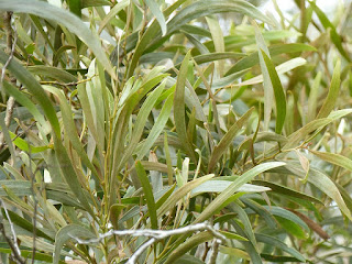 Tamarin des hauts - Acacia hétérophylle - Acacia heterophylla 