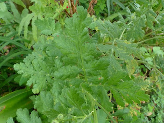 Astéracée sp. - Camomille non identifiée