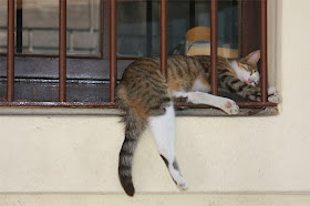 Funny cats - part 84 (40 pics + 10 gifs), cat sleeps on window