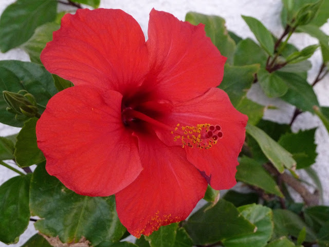 Hibiscus Flower HD Wallpapers Free Download