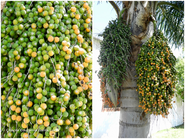 Racimo de frutos de pindó madurando - Chacra Educativa Santa Lucía