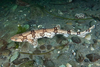 Brown Spotted Catshark