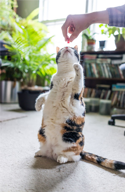 Use food to train cats, like this calico cat sitting pretty for a treat