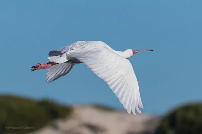 African Spoonbill in Flight - Woodbridge Island, Cape Town