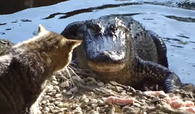 Gato pelea contra un cocodrilo y lo manda de vuelta al agua