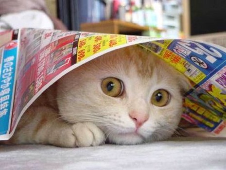 Cat 13.jpg