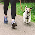 How Often Should You Walk Your Dog? A Comprehensive Guide