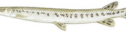 Longnose Gar (Lepisosteus osseus)