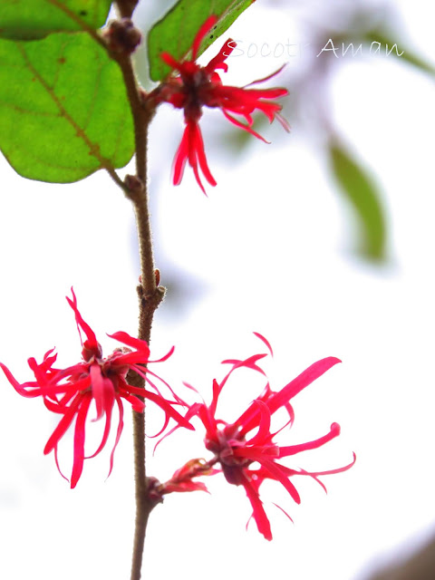 Loropetalum chinense