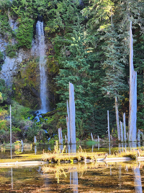 a lake with a waterfall straight ahead. Tall tree stumps and dead fallen logs litter the lake. Lush green trees and ferns surround the area.