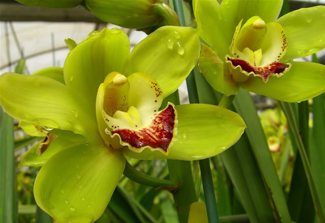 Cymbidium Flowers Pictures