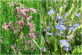 wildflowers