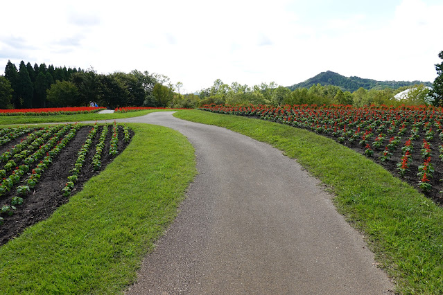 鳥取県西伯郡南部町鶴田　とっとり花回廊　花の丘