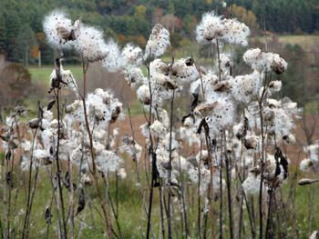 Milkweed MCU