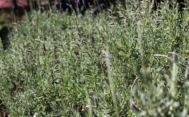 Lavender Flowers