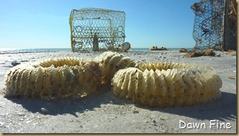 Sanibel Shell and birds_101